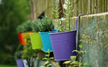4 Plants and Herbs you can Grow at Home for your Homemade Beauty Products