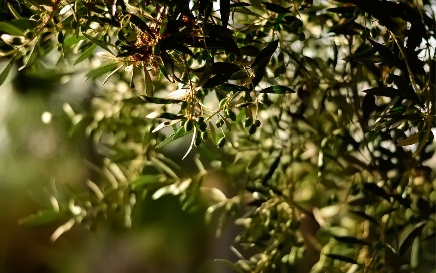 Why you Should Choose Greek Natural and Organic Cosmetics
