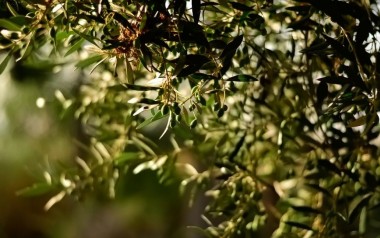 Why you Should Choose Greek Natural and Organic Cosmetics