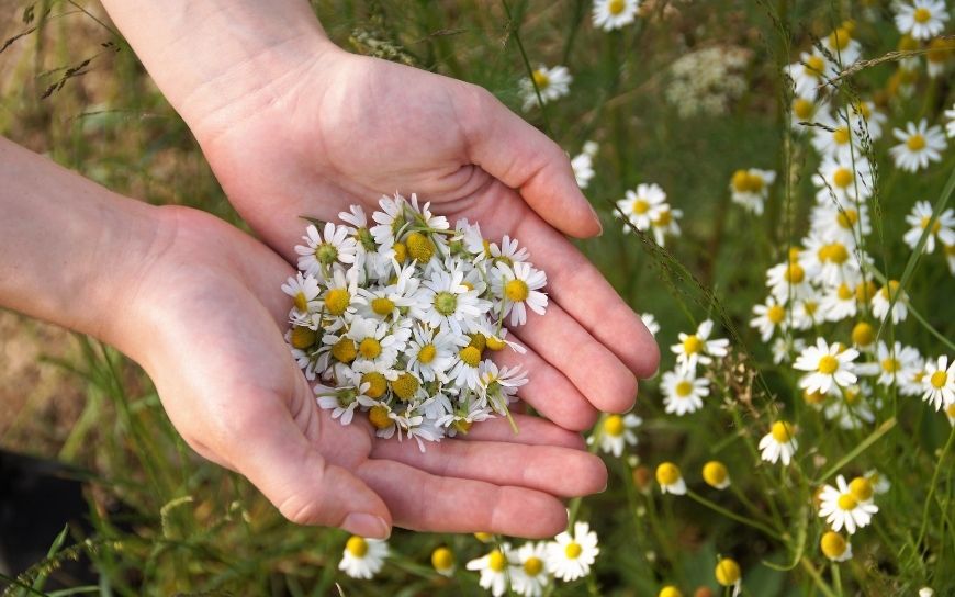 Chamomile for dry skin A handful of chamomile