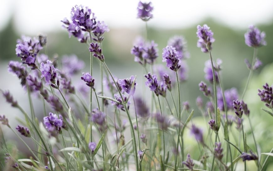 Lavender for combination skin Lavender field
